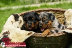 Beauceron - tn - francouzsk ovk - prodej