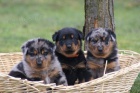 Beauceron - tn - francouzsk ovk - prodej