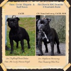 Staffordshire Bull Terrier s PP