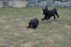 Flat Coated Retriever s PP