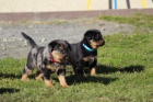 Beauceron - tata s PP, odbr na Velikonoce 