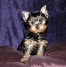 Jork��rsk� teri�r