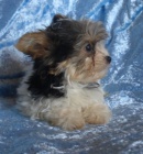 Biewer yorkshire terrier - ttka s PP