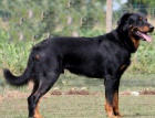 Beauceron ttka s PP - v R nov krev