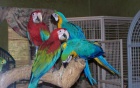 Ara ararauna - 