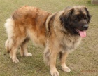 LEONBERGER