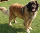 LEONBERGER