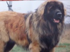 LEONBERGER