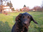 Flat Coated Retriever - tn s PP