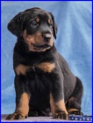 Beauceron - ttka s PP