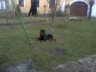 Nabzm 3 letho psa rottweiler kastrovan