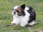 Shih-tzu, i-tzu ttka s PP