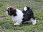 Shih-tzu, i-tzu ttka s PP