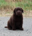 ttka Labrador retrievera