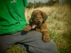 Briard , fenky s PP