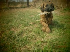 Briard , fenky s PP