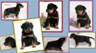 Beauceron - tn s PP - v R nov 