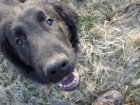 Flat Coated Retriever