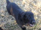 Flat Coated Retriever