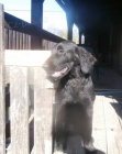 Flat coated retriever s PP ern fena