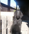 Flat coated retriever s PP ern fena