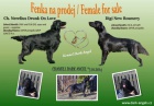 Flat coated retriever s PP ern fena