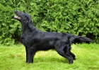 Flat Coated Retriever - tata s PP