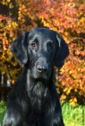 Flat Coated Retriever - tata s PP