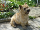 Cairn terrier