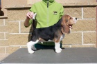 Beagle (bgl)