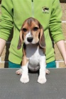 Beagle (bgl)