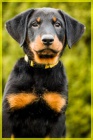 Beauceron - ttka s PP