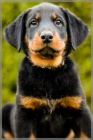 Beauceron - ttka s PP