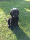 Flat coated retriever s PP