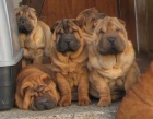 arpej,  shar-pei, sharpei