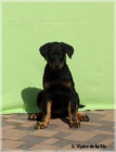 Beauceron - ttka k odbru!