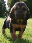 BLOODHOUND STENATA