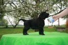 Flat coated retriever s PP