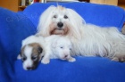 tata Coton de Tulear