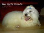 tata Coton de Tulear