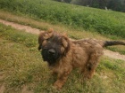 Briard - plav fenka s PP