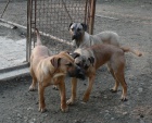 Perro de Presa Canario / kanrsk doga