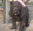 Flat coated retriever s PP