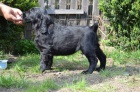 Flat coated retriever s PP