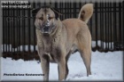 Kangal /Anatolsk pasteveck pes/