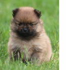 N�meck� �pic mal� oran�ov�