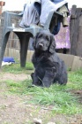 Flat coated retriever s PP - ern kluk