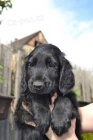 Flat coated retriever s PP - ern kluk