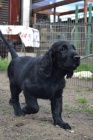 Flat coated retriever s PP - ern kluk