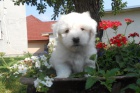 tata Coton de Tulear